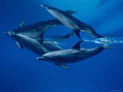 Atlantic Spotted Dolphins Underwater, Bahamas, Caribbean Sea by Doug Perrine Pricing Limited Edition Print image