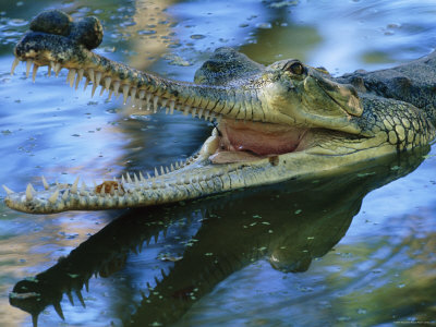 Male Indian Gharial, With Mouth Wide Open In Water, India, Endangered Species by Anup Shah Pricing Limited Edition Print image