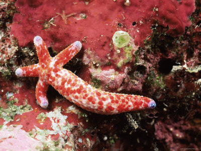 Sea Star, Regenerating Body From Single Arm, Palau, Micronesia by Doug Perrine Pricing Limited Edition Print image