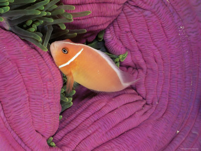 Pink Anemonefish, Amongst Magnificent Sea Anemone, Palau Micronesia by Doug Perrine Pricing Limited Edition Print image
