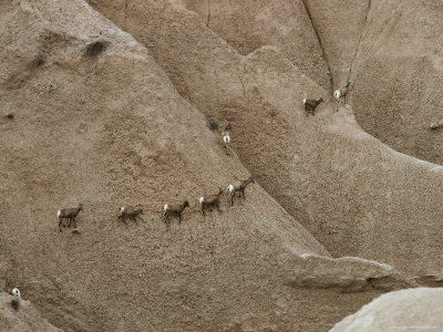 Overview Of American Bighorn Sheep Filing Across Hills Of Rock by Sylvia Sharnoff Pricing Limited Edition Print image