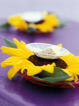 Sunflower With Ground Nuts by Jörn Rynio Pricing Limited Edition Print image