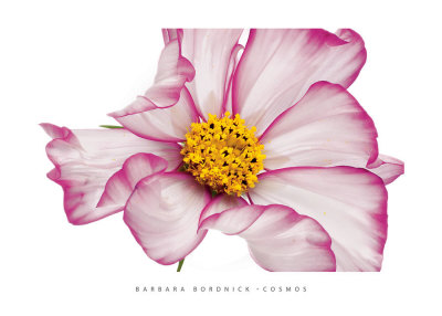 Cosmos by Barbara Bordnick Pricing Limited Edition Print image