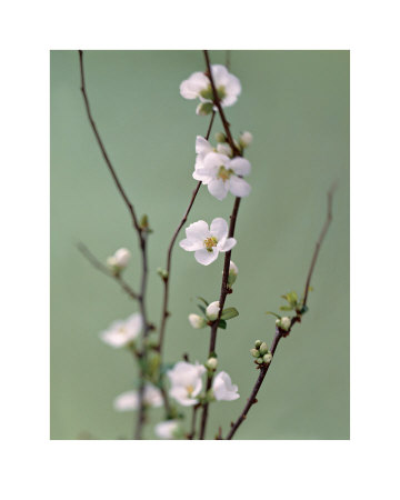 White Japonica by Natalie Lane Pricing Limited Edition Print image