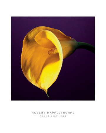 Calla Lily, C.1987 by Robert Mapplethorpe Pricing Limited Edition Print image