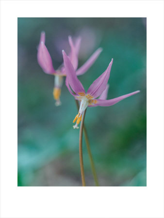 Flower Ii by Howard Sooley Pricing Limited Edition Print image