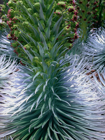 Rare Haleakala Silversword Plant In Flower At Haleakala Crater, Haleakala Nat. Park, Maui Hawaii by Ann Cecil Pricing Limited Edition Print image