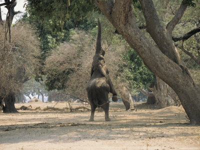 An African Elephant Rears On Its Hind Legs To Reach Ana Tree Leaves by Beverly Joubert Pricing Limited Edition Print image