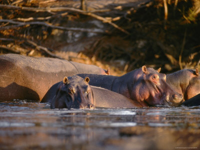 Hippopotamuses Swimming In The Chobe River by Beverly Joubert Pricing Limited Edition Print image