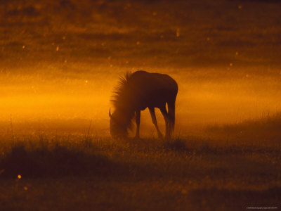 Silhouette Of A Wildebeest At Twilight In Chobe National Park by Beverly Joubert Pricing Limited Edition Print image