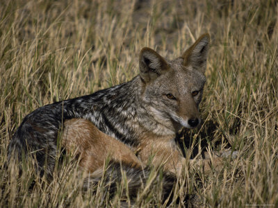Black-Backed Jackal by Beverly Joubert Pricing Limited Edition Print image