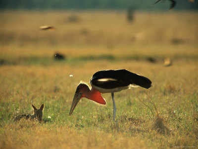 A Marabou Stork Catches Termites On The Savanna by Beverly Joubert Pricing Limited Edition Print image