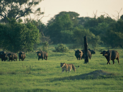 African Lioness With A Group Of Cape Buffalo In Backround by Beverly Joubert Pricing Limited Edition Print image