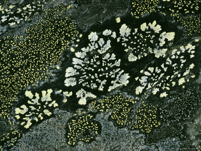 Close View Of Map Lichens Growing On A Rock by Stephen Sharnoff Pricing Limited Edition Print image