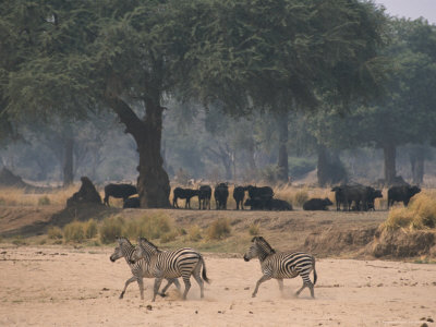 Three Zebras Walk Past A Herd Of Cape Buffalo Resting In Shade by Beverly Joubert Pricing Limited Edition Print image