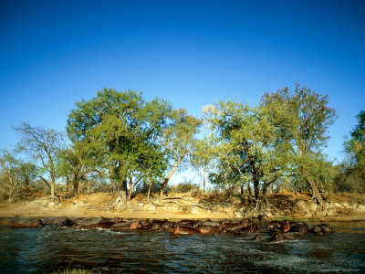 A Herd Of Hippos Lounge In The Water by Beverly Joubert Pricing Limited Edition Print image