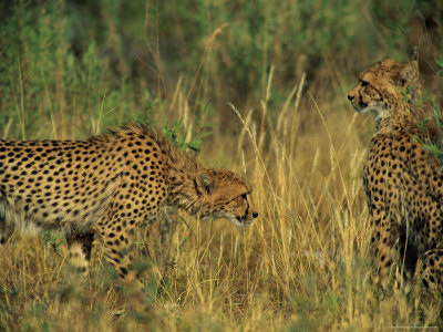 African Cheetahs In The Grassland by Beverly Joubert Pricing Limited Edition Print image