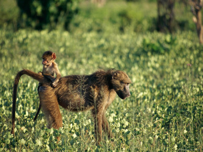 Baboon Carrying A Youngster by Beverly Joubert Pricing Limited Edition Print image
