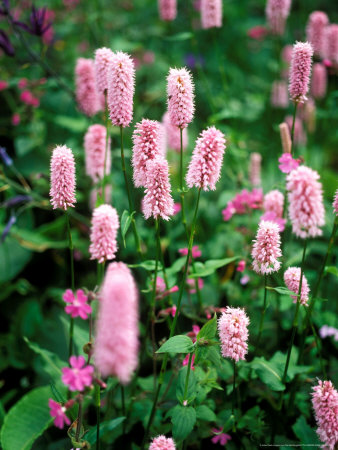 Persicaria Bistorta (Knotweed) by Pernilla Bergdahl Pricing Limited Edition Print image