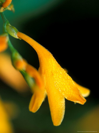 Crocosmia, Canary Bird by Lynn Keddie Pricing Limited Edition Print image