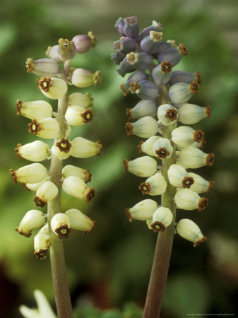 Muscari Muscarimi, March by Chris Burrows Pricing Limited Edition Print image