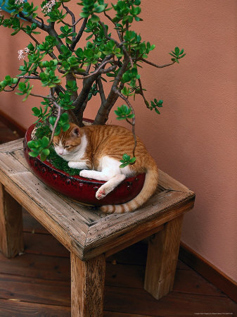 Cat Resting In Flower Plant by Robert Marien Pricing Limited Edition Print image