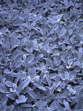 Cineraria Cirrus (Grey/Silver Leaf) by Rex Butcher Pricing Limited Edition Print image