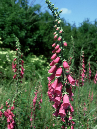 Foxglove, Warwickshire by Peter Ryley Pricing Limited Edition Print image