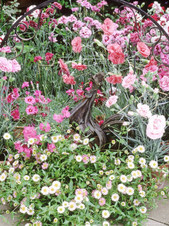 Mixed Dianthus & Erigeron In Pots, Metal Cockerel Ornament by Linda Burgess Pricing Limited Edition Print image