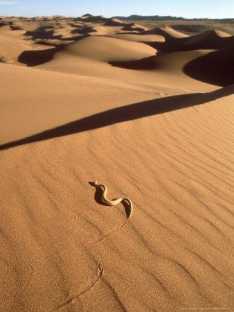 Peringueys Sidewinding Adder On Dunes, Namib Desert by Michael Fogden Pricing Limited Edition Print image
