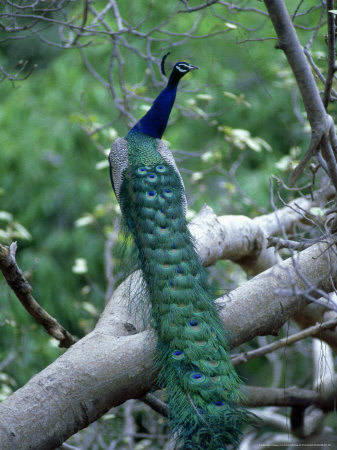 Common Peafowl, Male, India by Patricio Robles Gil Pricing Limited Edition Print image