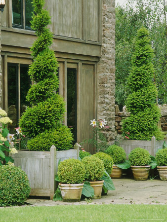 Spiral Taxus In Wooden Containers Surrounded By Buxus Balls In Terracotta Pots by Mark Bolton Pricing Limited Edition Print image