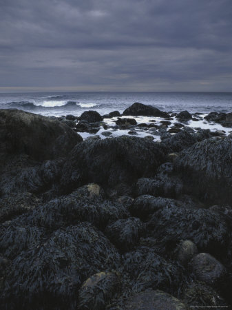 Seaweed Covered Rocks With Gray Sky, Magnolia, Ma by Gareth Rockliffe Pricing Limited Edition Print image