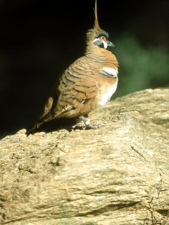 Spinifex Pigeon, Adult, Australia by Patricio Robles Gil Pricing Limited Edition Print image