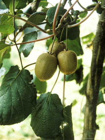 Kiwi Fruit by David Askham Pricing Limited Edition Print image