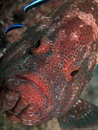 Coral Grouper, With Two Cleaner Wrasse, Malaysia by David B. Fleetham Pricing Limited Edition Print image