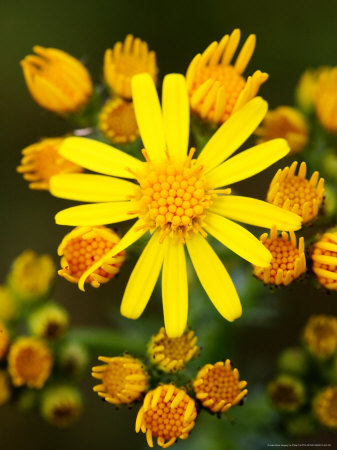 Common Ragwort, West Berkshire, Uk by Philip Tull Pricing Limited Edition Print image