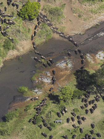 Aerial Of Common Wildebeest Crossing River During Migration by Andy Rouse Pricing Limited Edition Print image