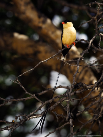 Shaft-Tailed Whydah, Male In Breeding Plumage Perched On Branch, Namibia by Ariadne Van Zandbergen Pricing Limited Edition Print image