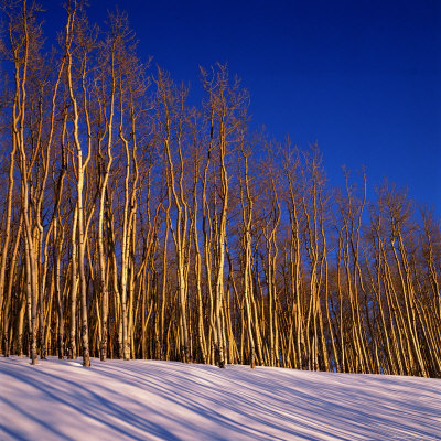 Forest In Winter by Karl Neumann Pricing Limited Edition Print image