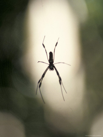 Spider by Fogstock Llc Pricing Limited Edition Print image