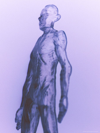 Human Body by Fogstock Llc Pricing Limited Edition Print image