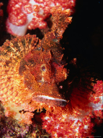 Smallscale Scorpionfish (Scorpaenopsis Oxycephalus), Myanmar (Burma) by Michael Aw Pricing Limited Edition Print image