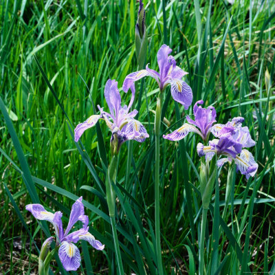 Wild Iris Blooming In Sierra Nevada, Usa by Wes Walker Pricing Limited Edition Print image