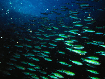 Striped Grunt Fish In Shoal, United Arab Emirates by Chris Mellor Pricing Limited Edition Print image