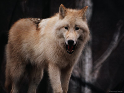 Arctic Wolf (Canis Lupus) In Captivity, Toronto Zoo, Toronto, Canada by John Hay Pricing Limited Edition Print image