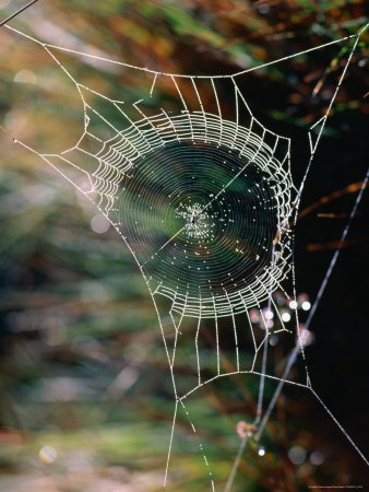 Dew On Spiders Web In Hill Country, Sri Lanka by Chris Mellor Pricing Limited Edition Print image