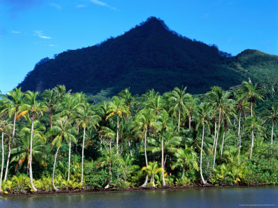 Palm Grove At Maroe Bay, French Polynesia by Manfred Gottschalk Pricing Limited Edition Print image