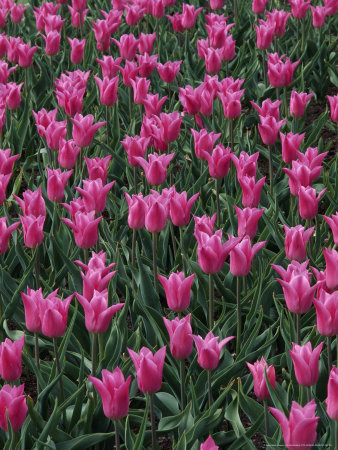 Tulipa China Pink (Lily Flowering Tulip) by Rex Butcher Pricing Limited Edition Print image