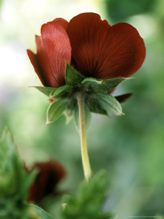 Potentilla (Five Finger) Volcan Perennial by Fiona Mcleod Pricing Limited Edition Print image